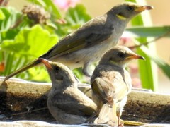 Fuscous Honeyeater photo 3