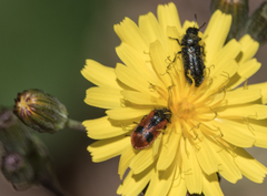 Arthrobrachus nigromaculatus