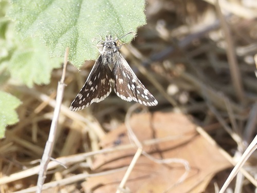 Small Checkered-Skipper photo 5