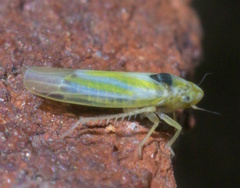 Erythridula penenoeva