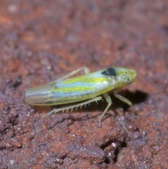 Erythridula penenoeva
