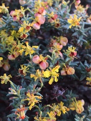 Dinemandra ericoides