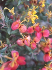 Dinemandra ericoides