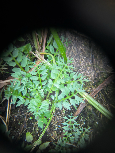 Lake-cress (Rorippa aquatica)
