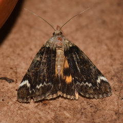 Catocala minuta