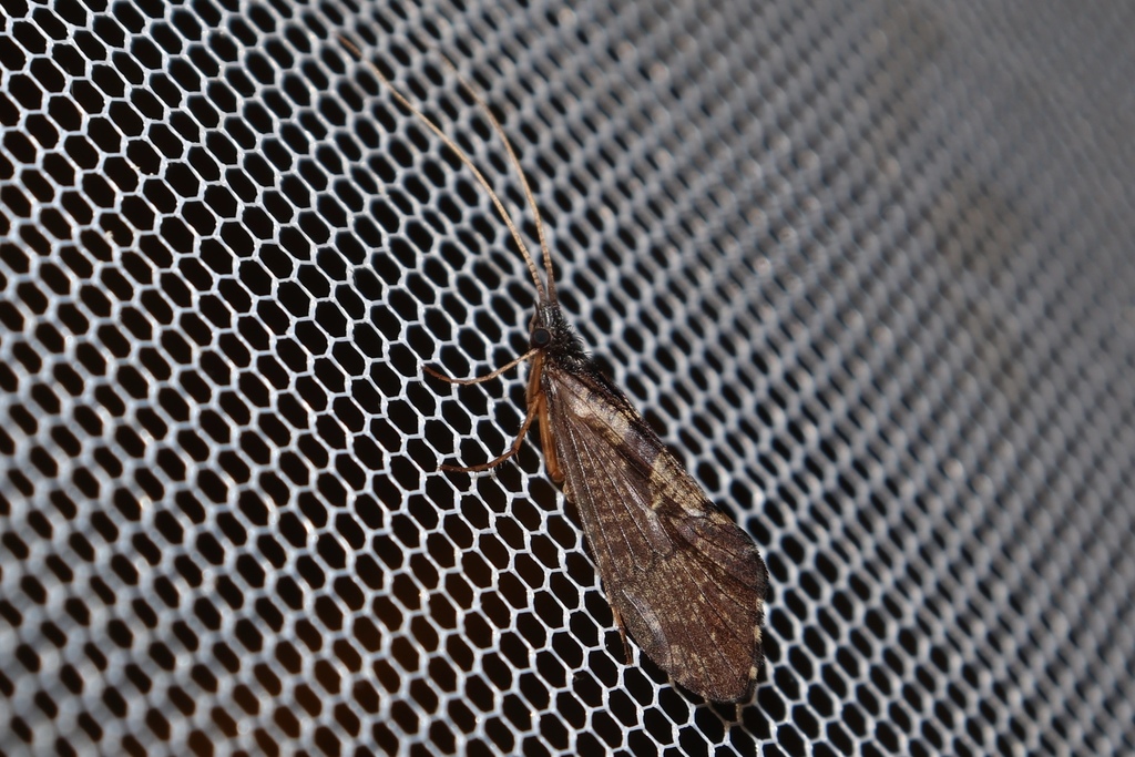 Rhyacophila retracta