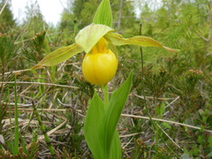 Cypripedium parviflorum pubescens