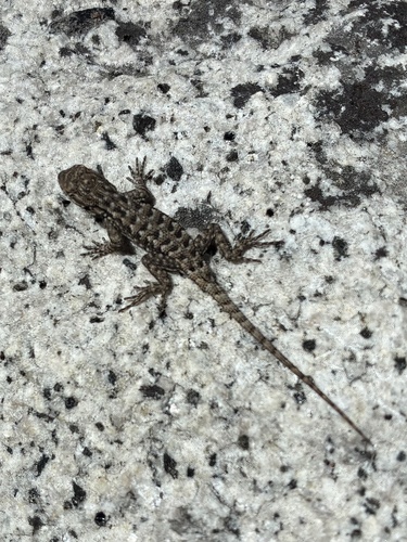 iNaturalist observation photo of Sierra Fence Lizard