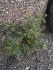 Solanum brachyantherum