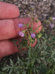 Solanum brachyantherum