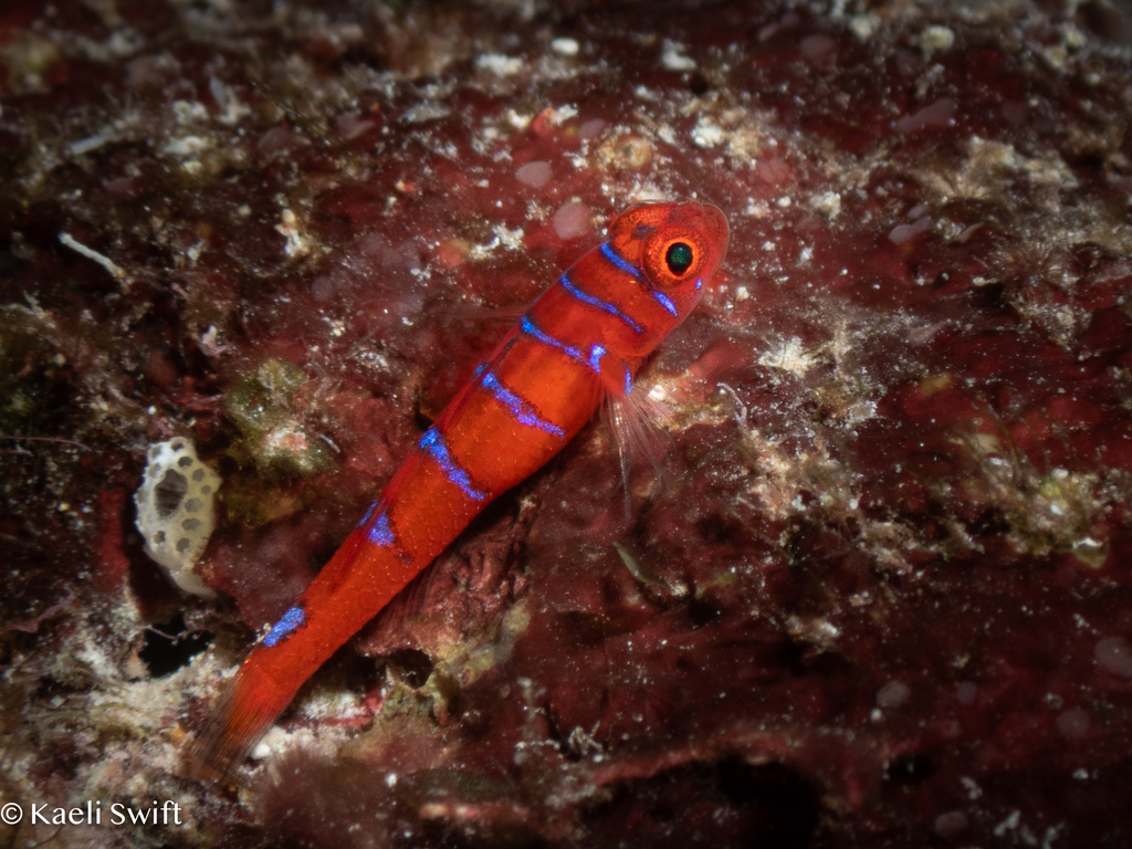 Blue-Barred Dwarfgoby