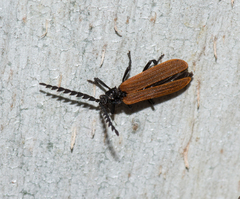 Trichalus semicostatus