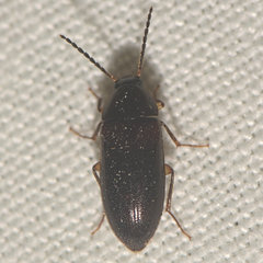 Hymenorus