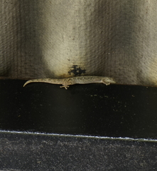 Lepidodactylus ranauensis