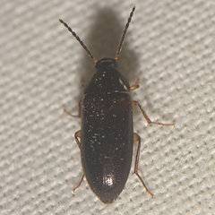Hymenorus