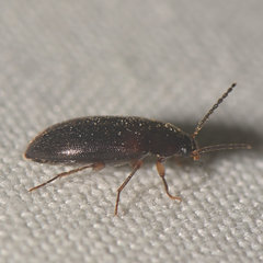 Hymenorus