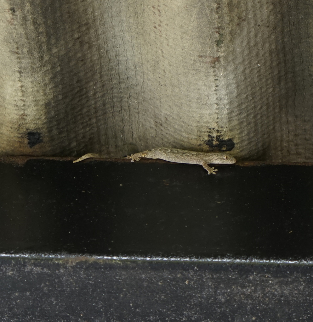 Sabah Scaly-Toed Gecko