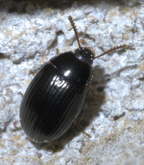 Platydema excavata