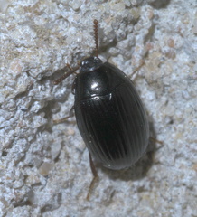 Platydema excavata