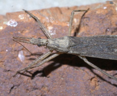 Pygolampis pectoralis