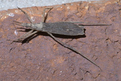 Pygolampis pectoralis