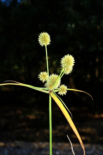 Globe Flatsedge (Cyperus echinatus)
