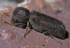 Prostephanus punctatus