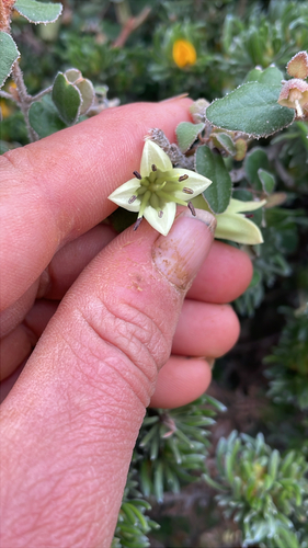 Correa backhouseana, photograph 2