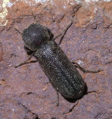 Prostephanus punctatus