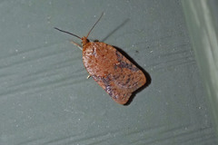 Acleris semiannula