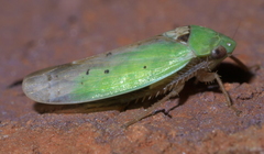 Ponana