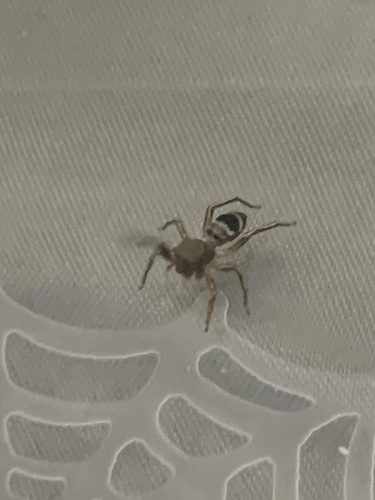 Siler cupreus