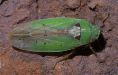 Ponana