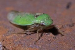 Ponana