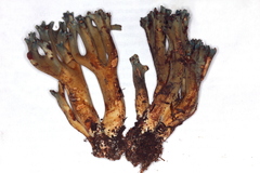 Phaeoclavulina cyanocephala