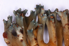 Phaeoclavulina cyanocephala