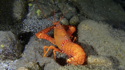 Enoplometopus occidentalis observed 2025-10-04