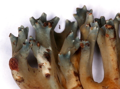 Phaeoclavulina cyanocephala