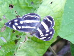 Dynamine postverta mexicana