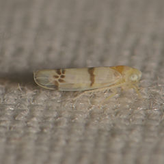 Empoa gillettei