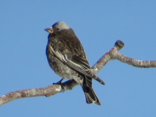 Black Rosy Finch (Leucosticte atrata), photo 7
