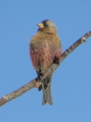 Leucosticte australis