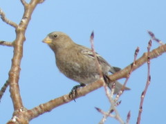 Leucosticte australis