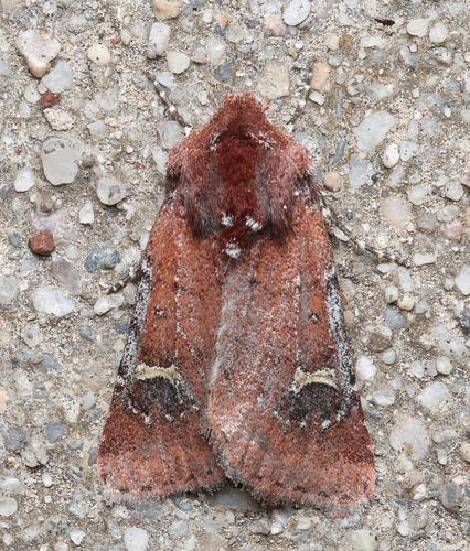 Fringed Dart photo 3
