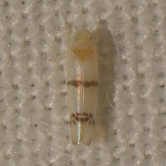 Empoa gillettei