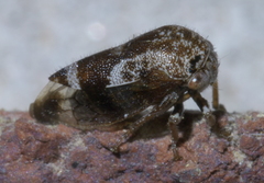 Ophiderma