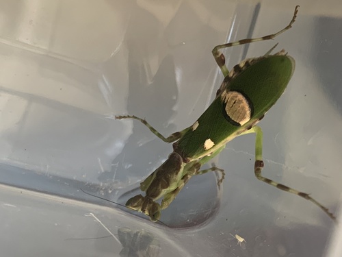 Creobroter jiangxiensis