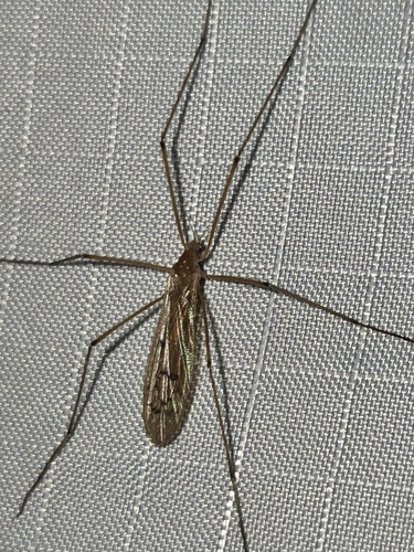 Unknown species found near Sessions Woods WMA, Burlington, CT