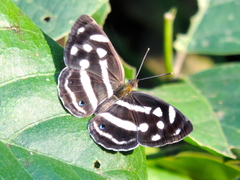 Dynamine postverta mexicana