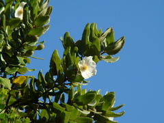 Eucryphia cordifolia